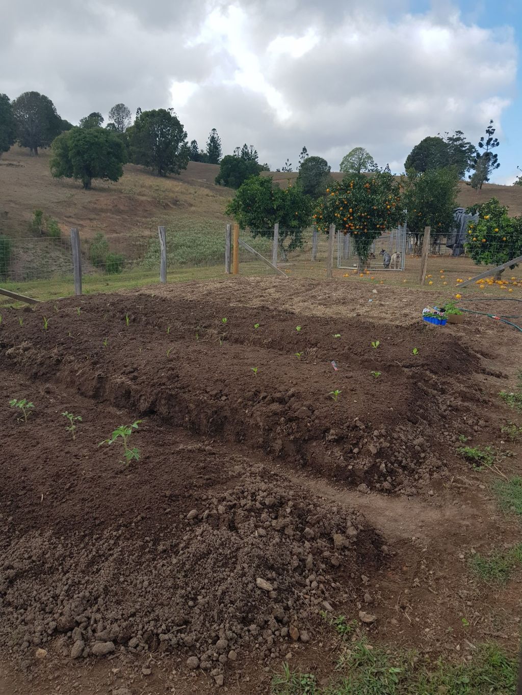 The Vege Garden –&nbsp;FINALLY!