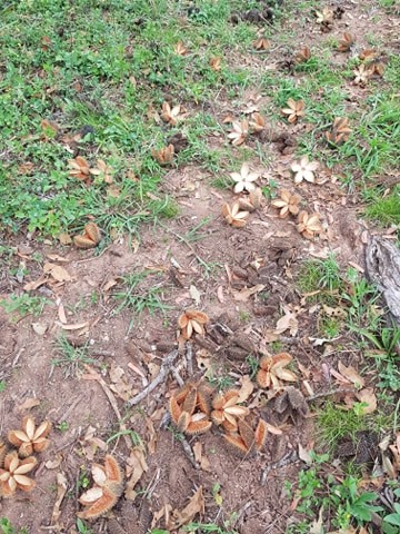 Christmas decorating diy