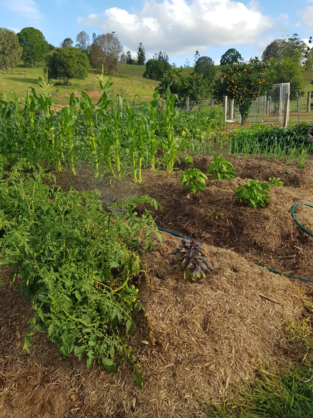 Check out the vege garden&nbsp;now!